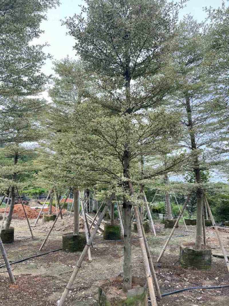锦叶榄仁5-18分，全冠苗，截杠苗，各种规格，大量现货