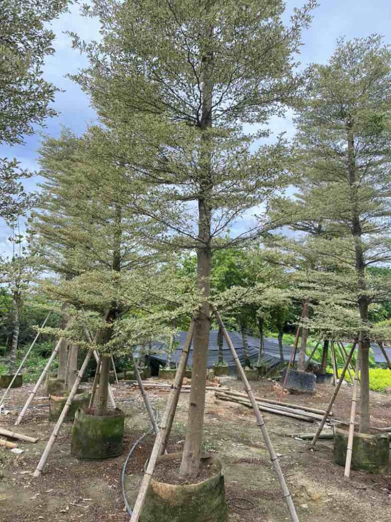 锦叶榄仁5-18分，全冠苗，截杠苗，各种规格，大量现货