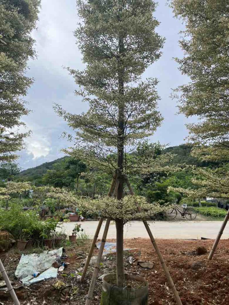 锦叶榄仁5-18分，全冠苗，截杠苗，各种规格，大量现货
