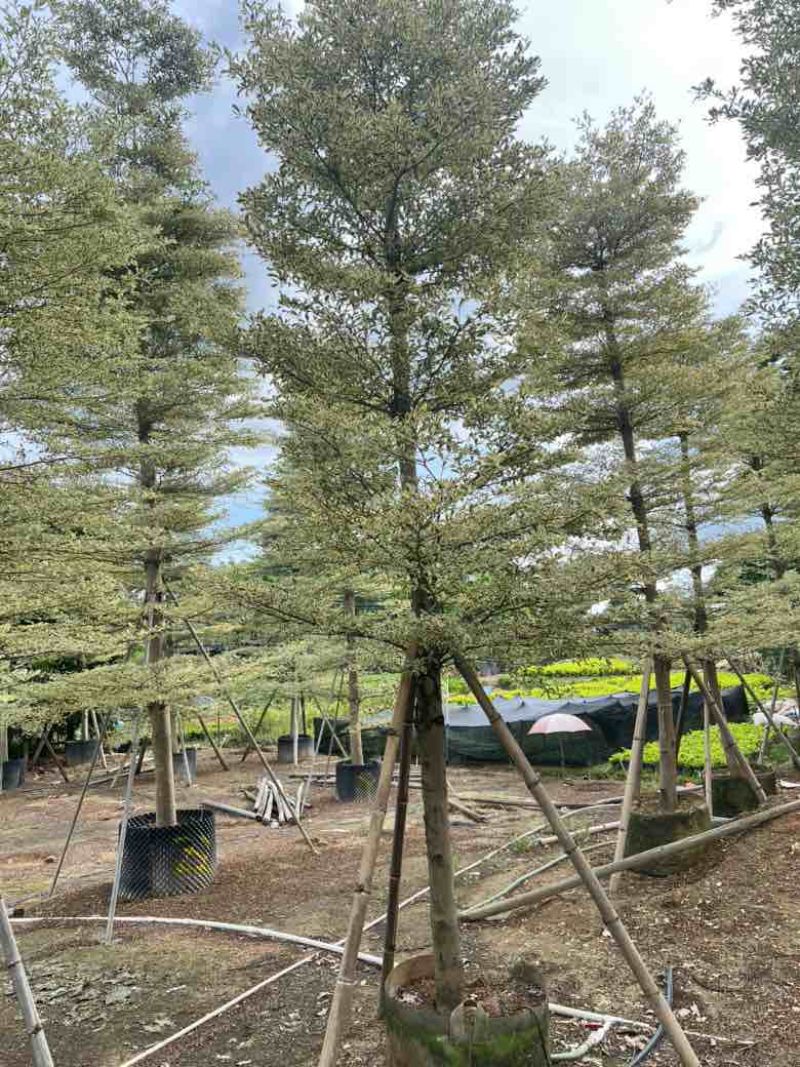 锦叶榄仁5-18分，全冠苗，截杠苗，各种规格，大量现货