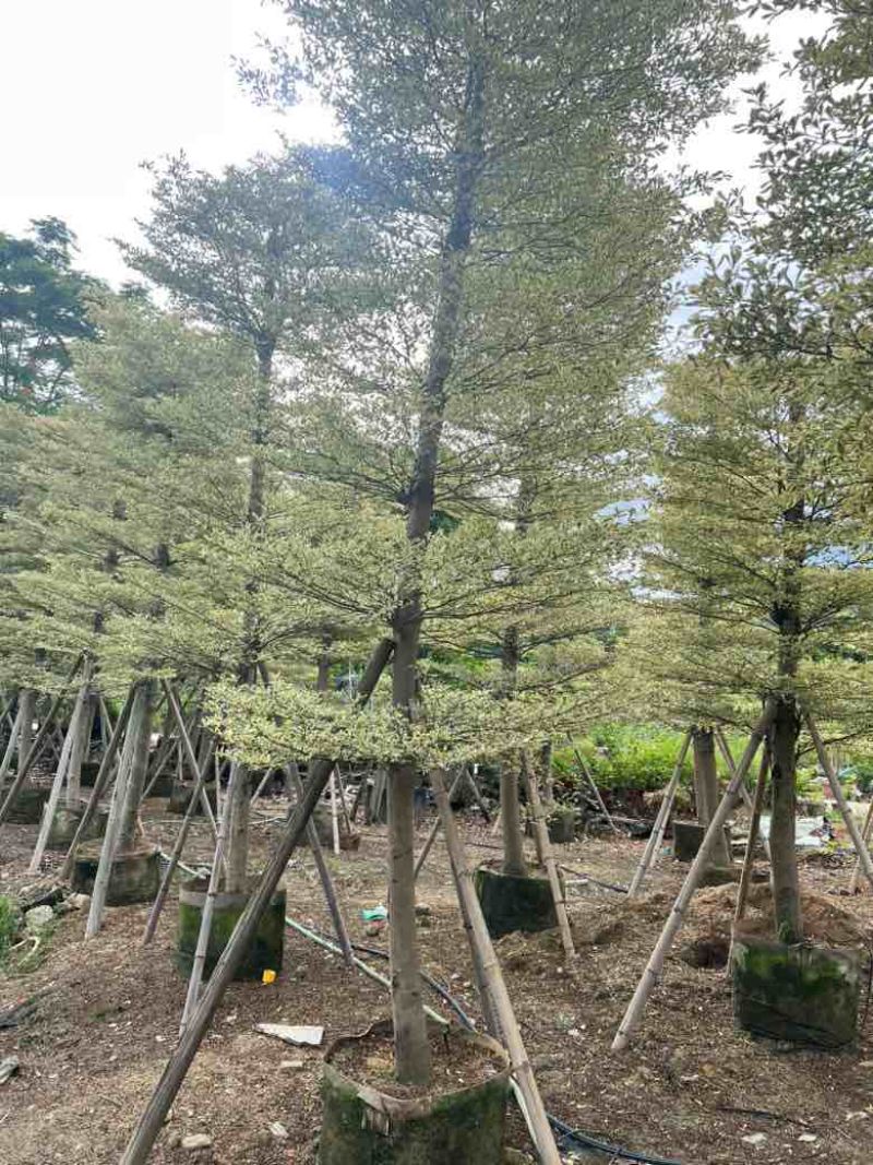 锦叶榄仁5-18分，全冠苗，截杠苗，各种规格，大量现货