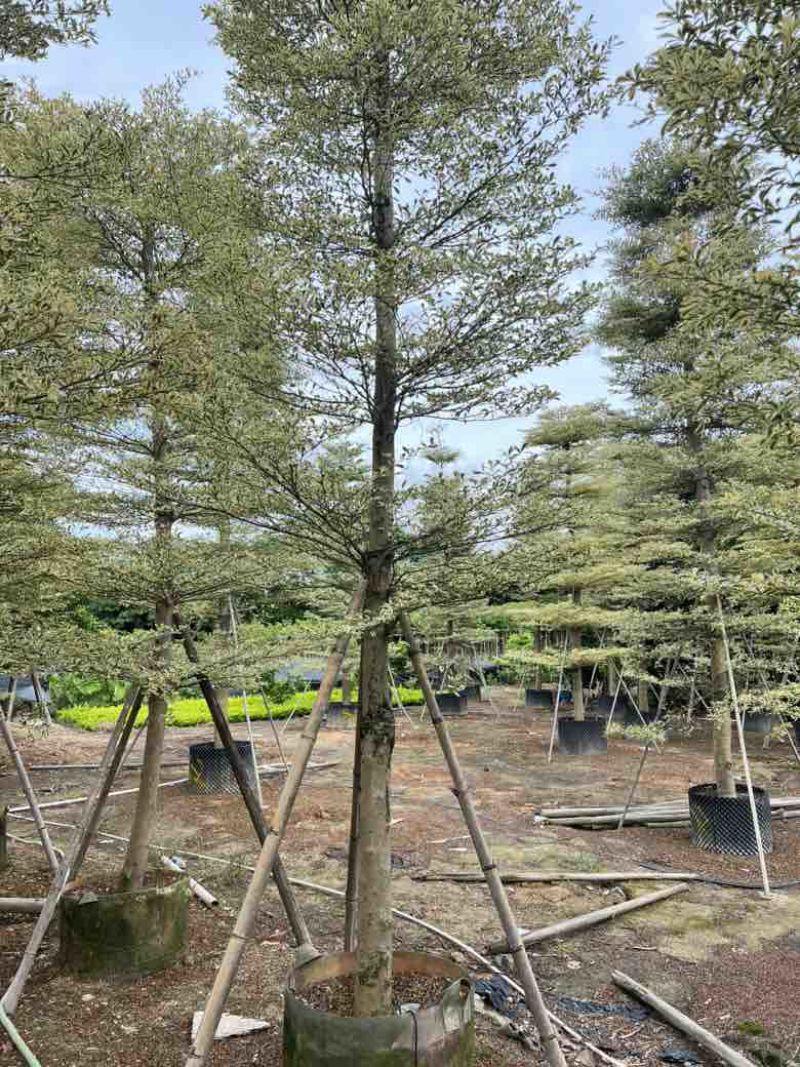 锦叶榄仁5-18分，全冠苗，截杠苗，各种规格，大量现货