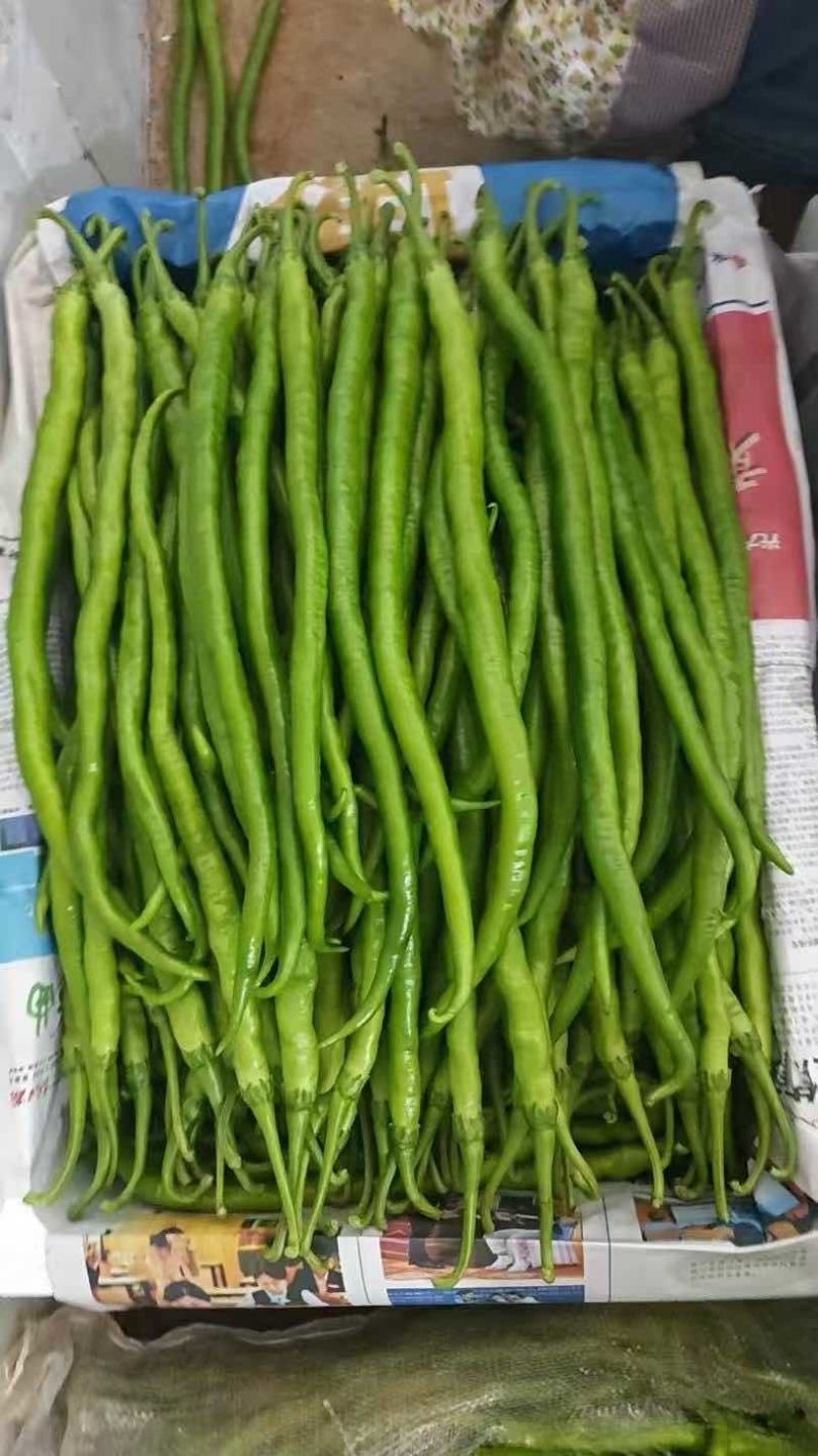八号线椒