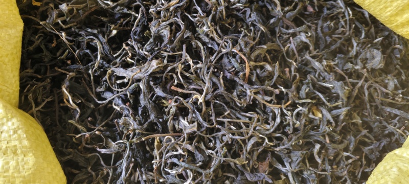 毛茶生茶