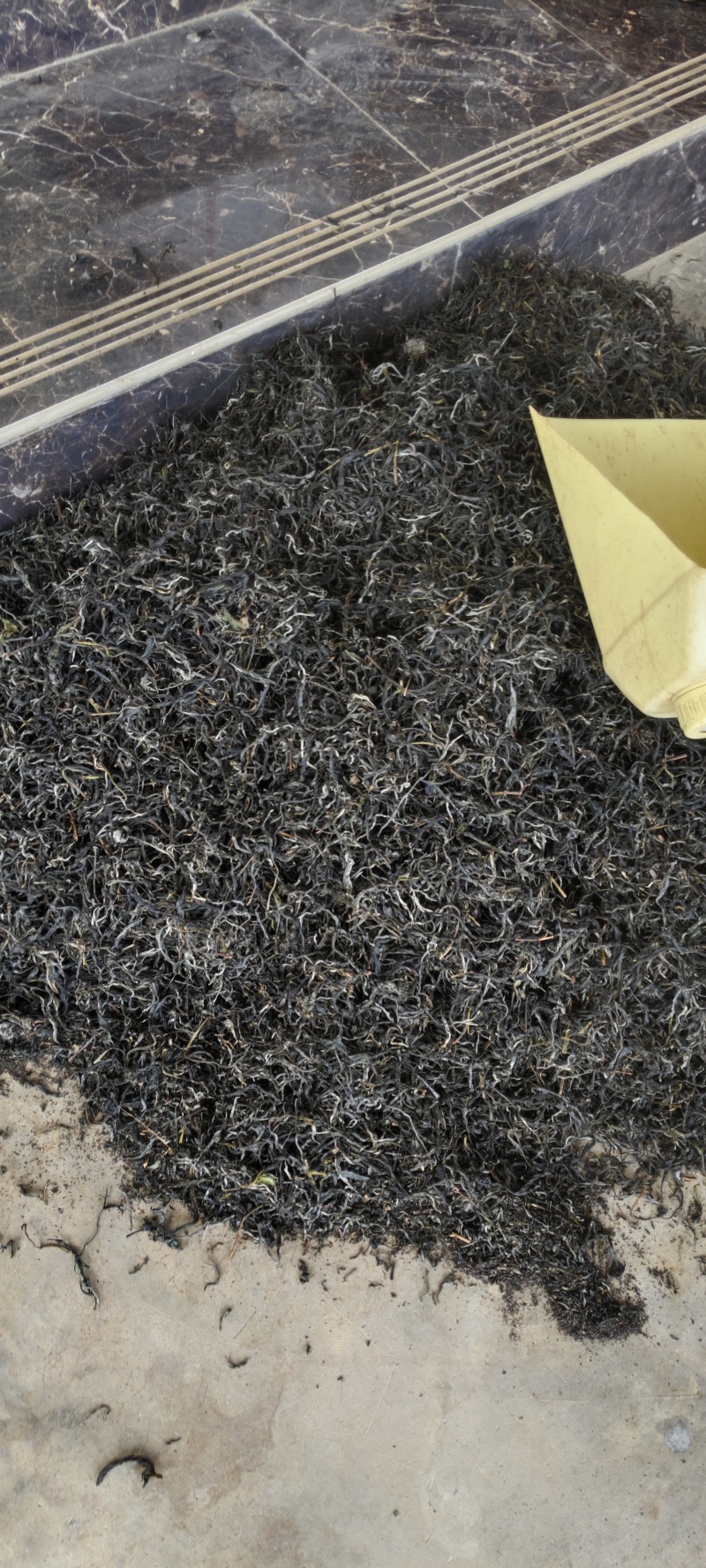 毛茶生茶