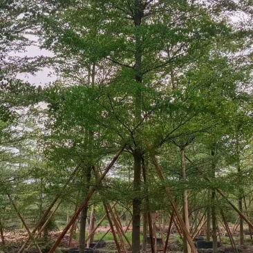 小叶榄仁全冠5-15分，原生苗，移植苗，各种规格，大量现货