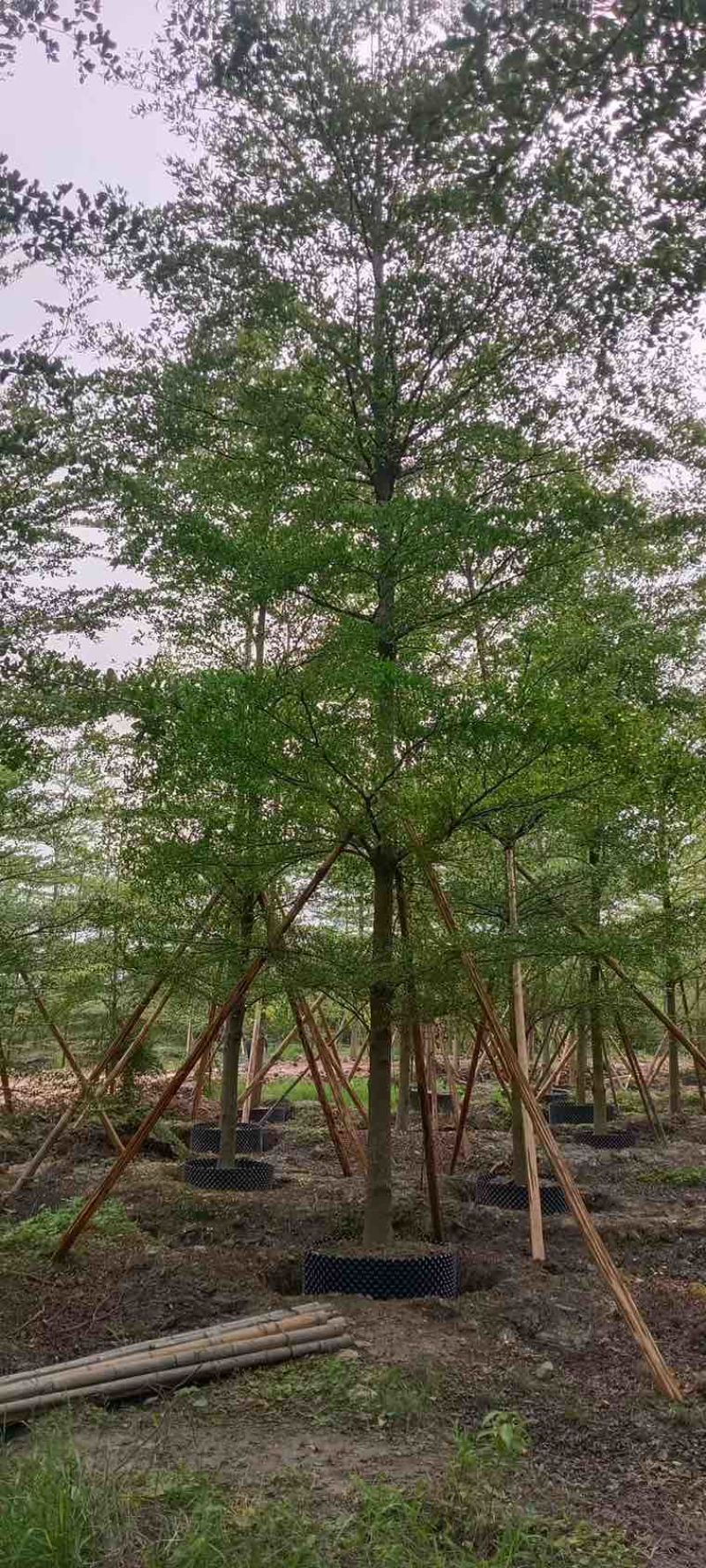 小叶榄仁全冠5-15分，原生苗，移植苗，各种规格，大量现货