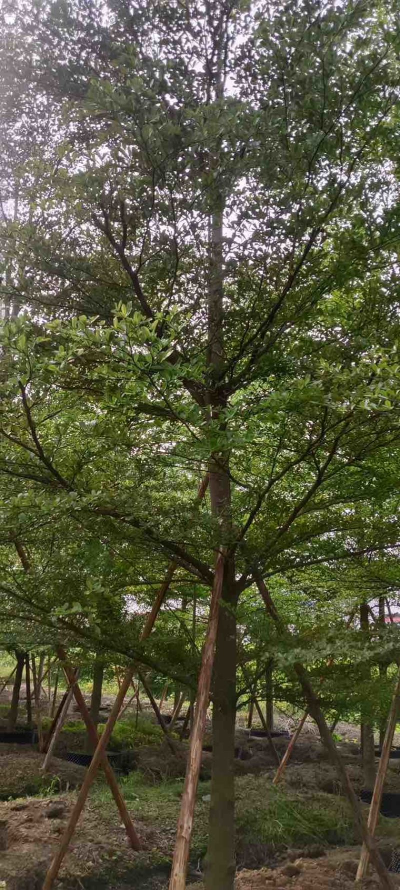 小叶榄仁全冠5-15分，原生苗，移植苗，各种规格，大量现货