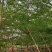 小叶榄仁全冠5-15分，原生苗，移植苗，各种规格，大量现货