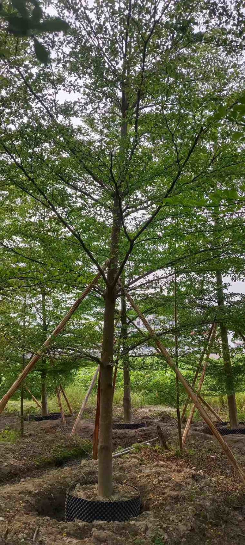 小叶榄仁全冠5-15分，原生苗，移植苗，各种规格，大量现货