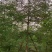 小叶榄仁全冠5-15分，原生苗，移植苗，各种规格，大量现货