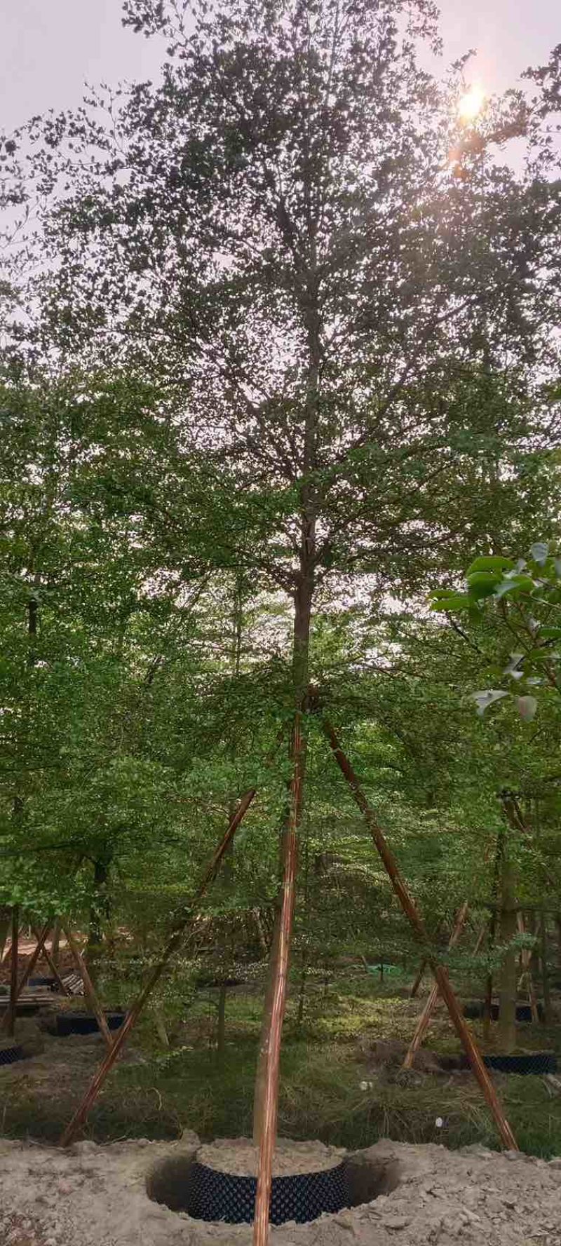 小叶榄仁全冠5-15分，原生苗，移植苗，各种规格，大量现货
