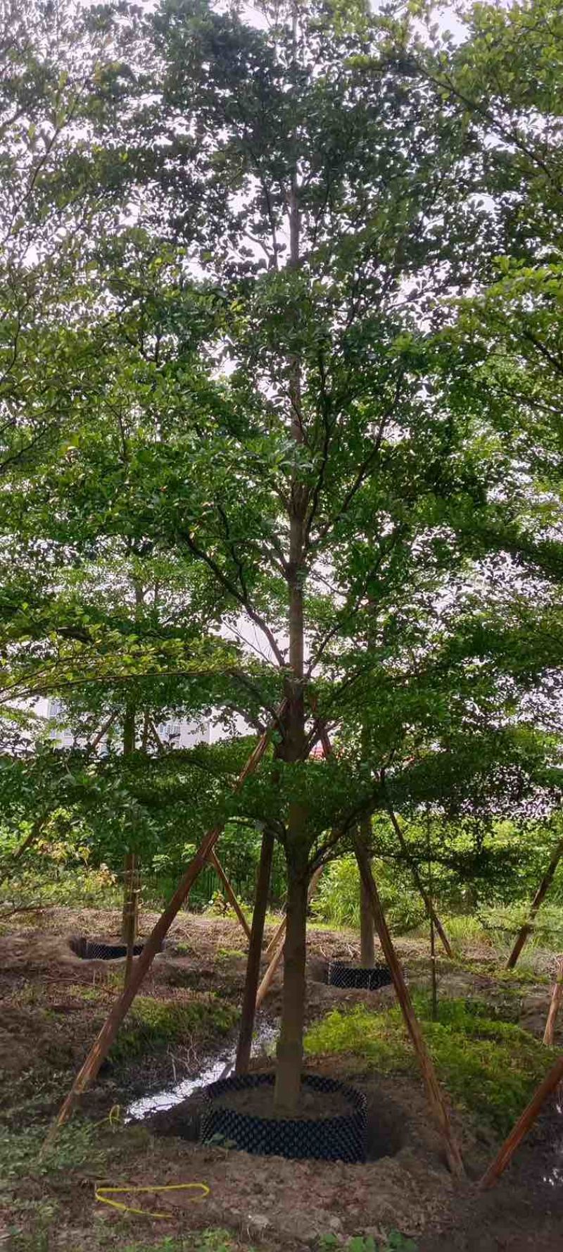 小叶榄仁全冠5-15分，原生苗，移植苗，各种规格，大量现货