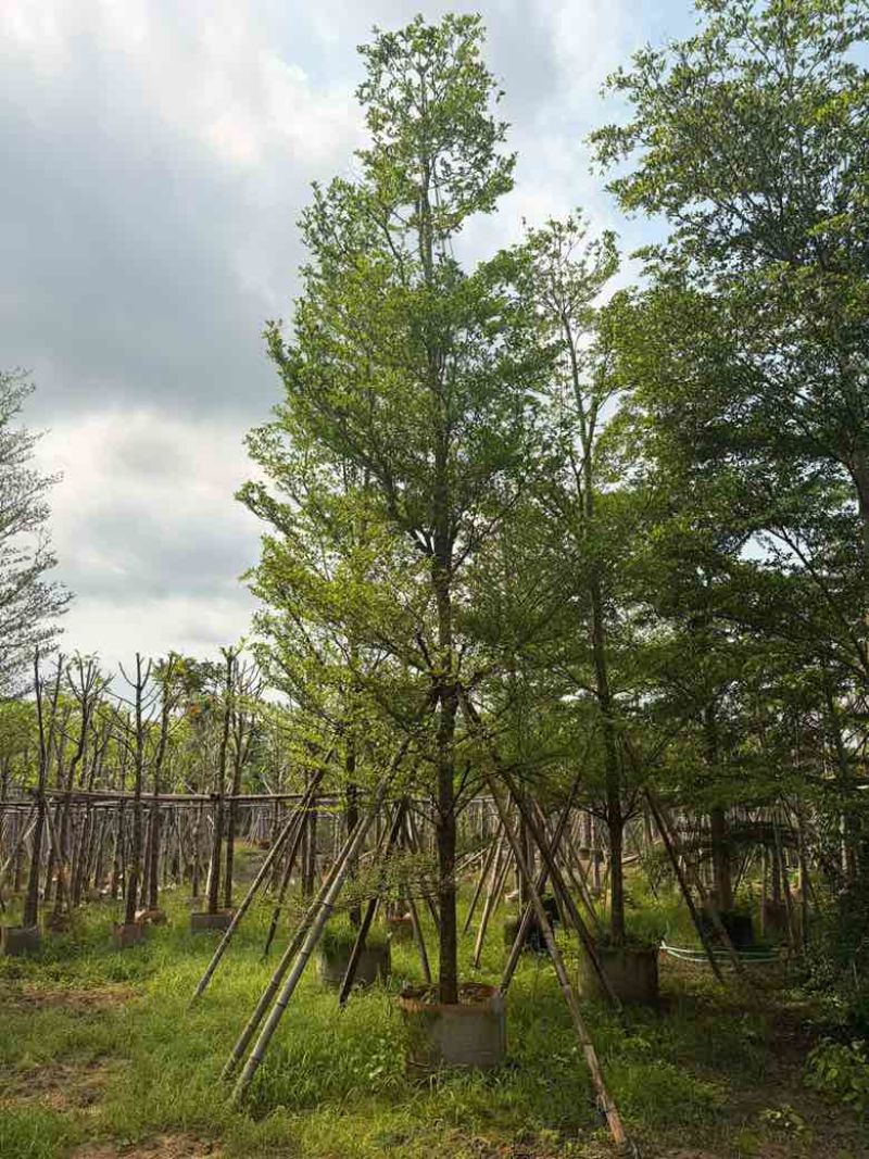 小叶榄仁全冠5-15分，原生苗，移植苗，各种规格，大量现货