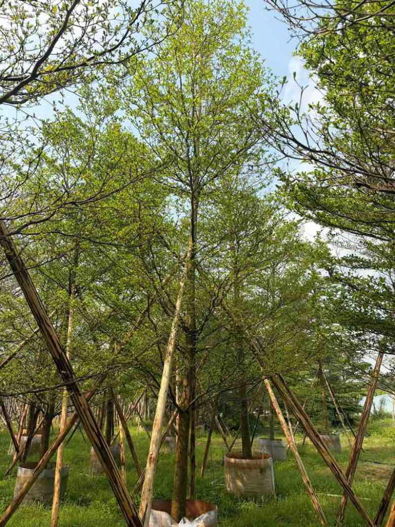 小叶榄仁全冠5-15分，原生苗，移植苗，各种规格，大量现货