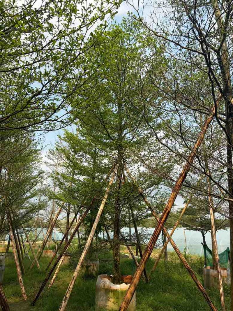 小叶榄仁全冠5-15分，原生苗，移植苗，各种规格，大量现货