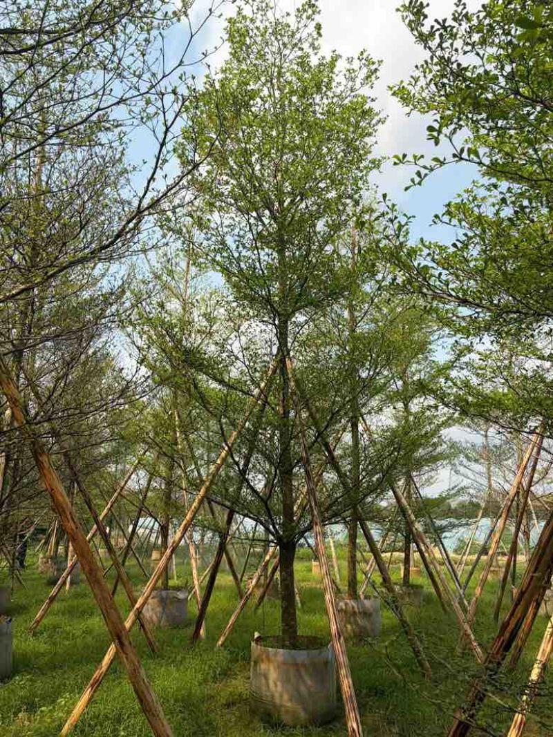 小叶榄仁全冠5-15分，原生苗，移植苗，各种规格，大量现货