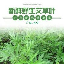 广东梅州兴宁新鲜艾叶种植大户全年长期稳定供应