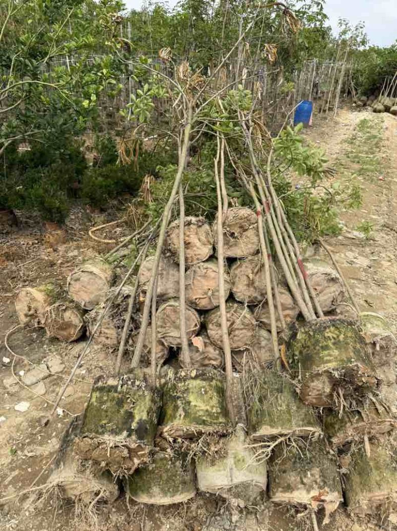 黄花风铃木原生全冠1-5分，大量现货，欢迎订购