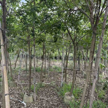 黄花风铃木原生全冠1-5分，大量现货，欢迎订购