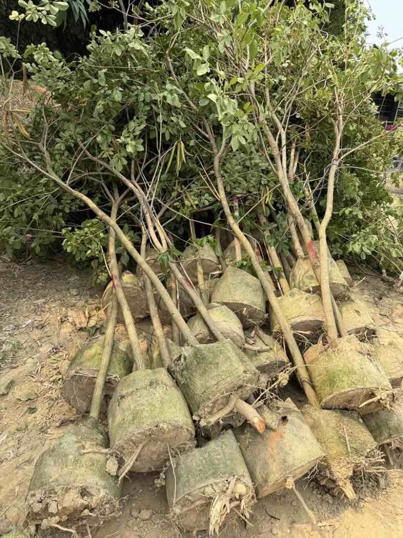 黄花风铃木原生全冠1-5分，大量现货，欢迎订购