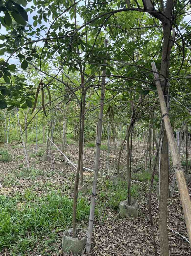 黄花风铃木原生全冠1-5分，大量现货，欢迎订购