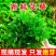 鲜嫩艾草现采现发冰袋保鲜清明草糍粑米果青团艾叶艾草叶新鲜嫩叶
