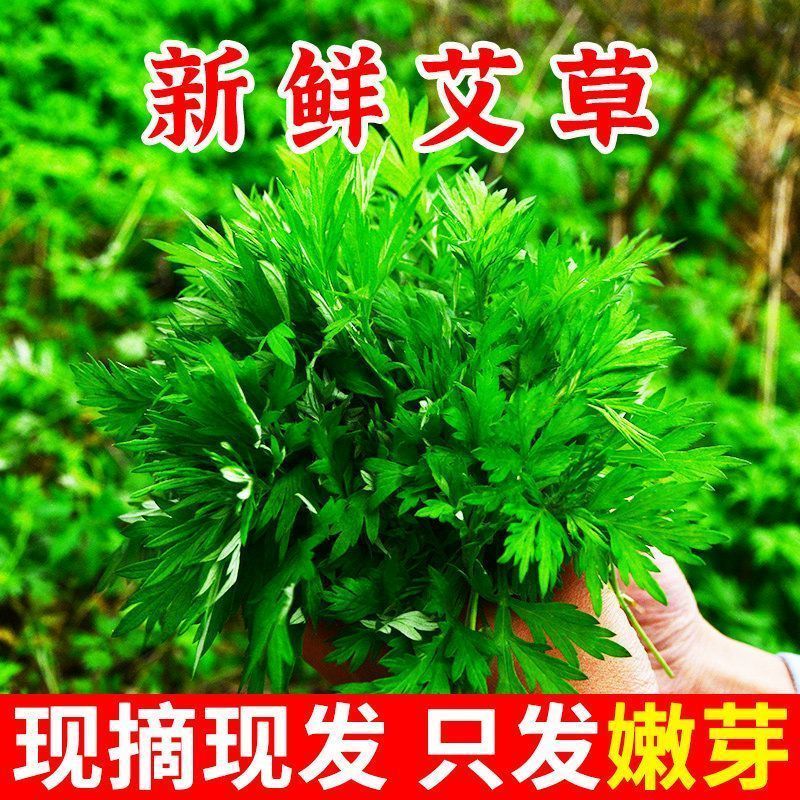 鲜嫩艾草现采现发冰袋保鲜清明草糍粑米果青团艾叶艾草叶新鲜嫩叶