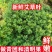 鲜嫩艾草现采现发冰袋保鲜清明草糍粑米果青团艾叶艾草叶新鲜嫩叶