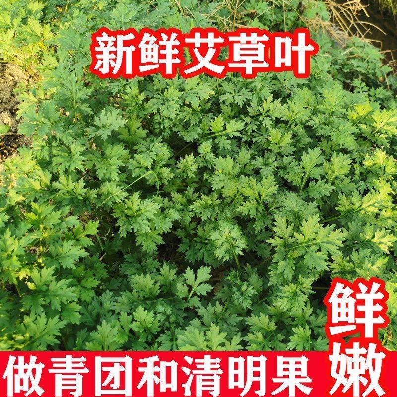 鲜嫩艾草现采现发冰袋保鲜清明草糍粑米果青团艾叶艾草叶新鲜嫩叶