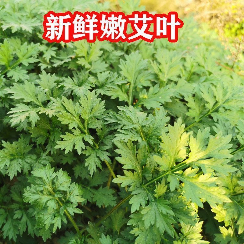 鲜嫩艾草现采现发冰袋保鲜清明草糍粑米果青团艾叶艾草叶新鲜嫩叶