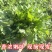鲜嫩艾草现采现发冰袋保鲜清明草糍粑米果青团艾叶艾草叶新鲜嫩叶