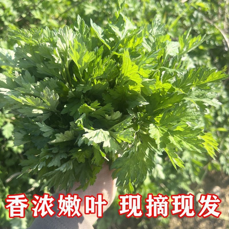 鲜嫩艾草现采现发冰袋保鲜清明草糍粑米果青团艾叶艾草叶新鲜嫩叶