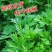 鲜嫩艾草现采现发冰袋保鲜清明草糍粑米果青团艾叶艾草叶新鲜嫩叶