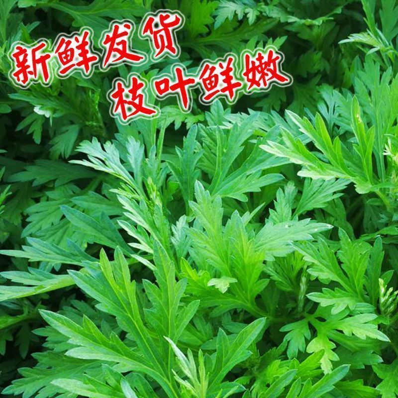 鲜嫩艾草现采现发冰袋保鲜清明草糍粑米果青团艾叶艾草叶新鲜嫩叶