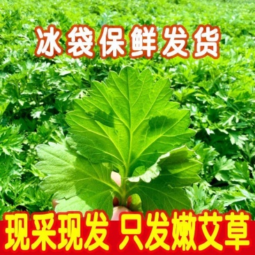 鲜嫩艾草现采现发冰袋保鲜清明草糍粑米果青团艾叶艾草叶新鲜嫩叶