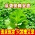 鲜嫩艾草现采现发冰袋保鲜清明草糍粑米果青团艾叶艾草叶新鲜嫩叶