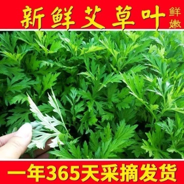 鲜嫩艾草现采现发冰袋保鲜清明草糍粑米果青团艾叶艾草叶新鲜嫩叶