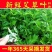 鲜嫩艾草现采现发冰袋保鲜清明草糍粑米果青团艾叶艾草叶新鲜嫩叶