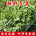 鲜嫩艾草现采现发冰袋保鲜清明草糍粑米果青团艾叶艾草叶新鲜嫩叶