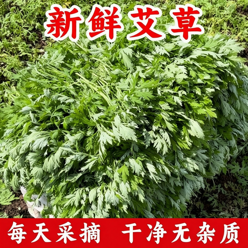 鲜嫩艾草现采现发冰袋保鲜清明草糍粑米果青团艾叶艾草叶新鲜嫩叶