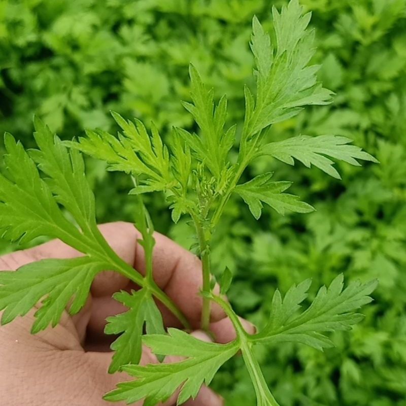 鲜嫩艾草现采现发冰袋保鲜清明草糍粑米果青团艾叶艾草叶新鲜嫩叶