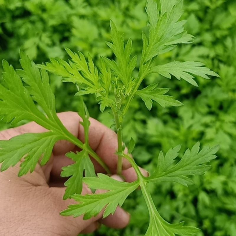 鲜嫩艾草现采现发冰袋保鲜清明草糍粑米果青团艾叶艾草叶新鲜嫩叶