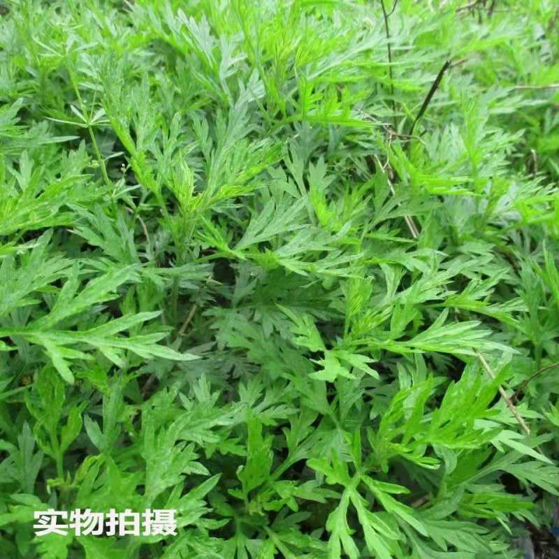 鲜嫩艾草现采现发冰袋保鲜清明草糍粑米果青团艾叶艾草叶新鲜嫩叶