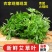 鲜嫩艾草现采现发冰袋保鲜清明草糍粑米果青团艾叶艾草叶新鲜嫩叶
