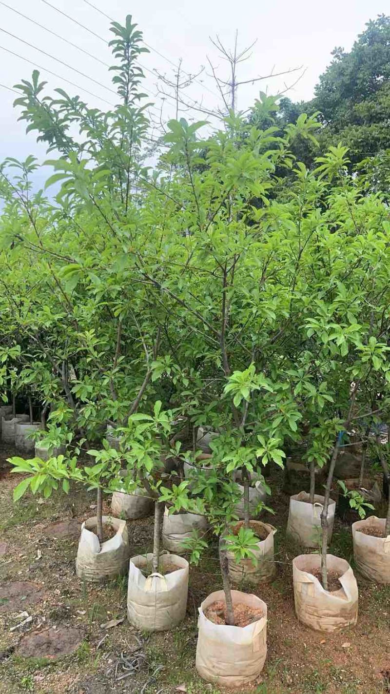 李子树果苗1-12分，各种规格，大量现货，欢迎订购