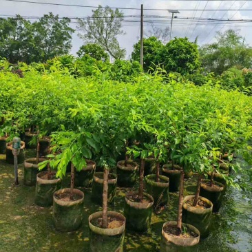 李子树果苗1-12分，各种规格，大量现货，欢迎订购