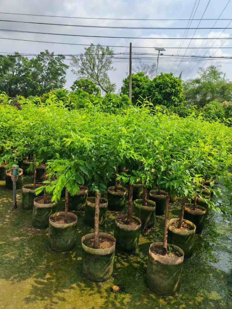 李子树果苗1-12分，各种规格，大量现货，欢迎订购