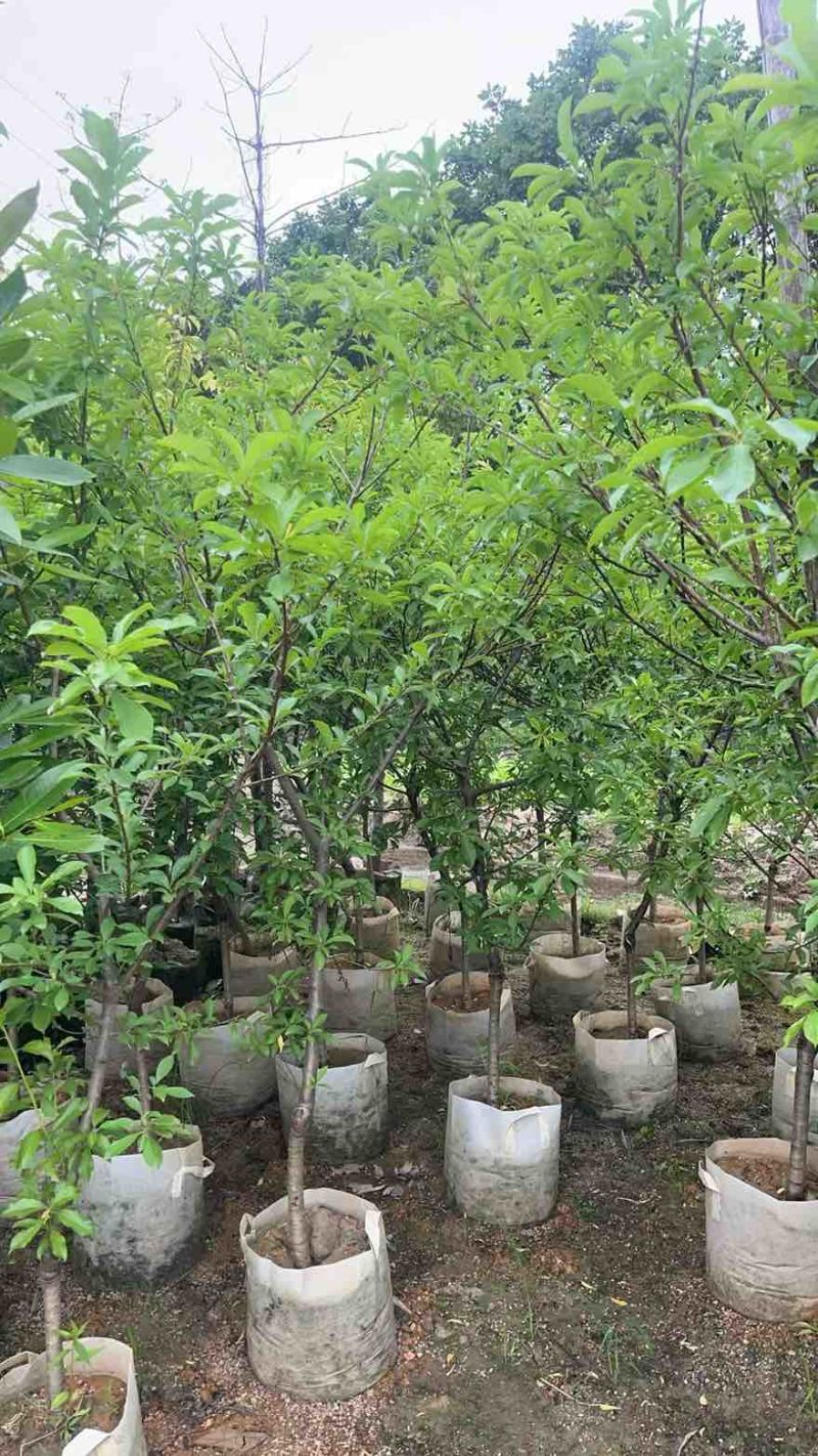 李子树果苗1-12分，各种规格，大量现货，欢迎订购