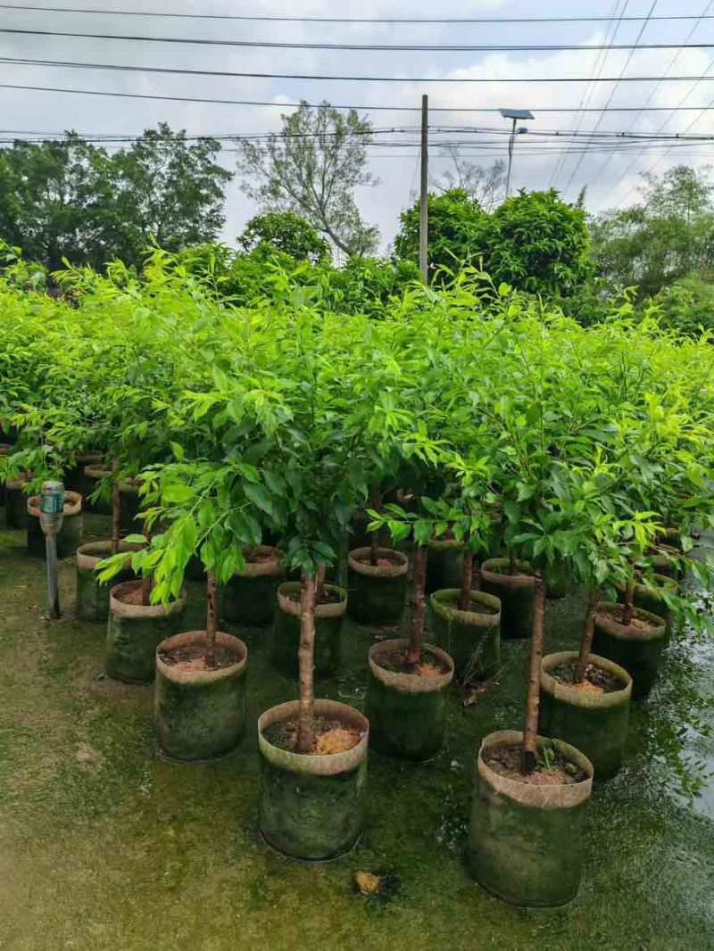 李子树果苗1-12分，各种规格，大量现货，欢迎订购